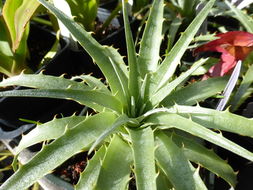 Image of Chilean Puya