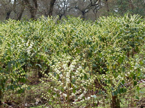 Image de Coffea arabica L.