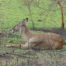 Image of Ellipsen Waterbuck