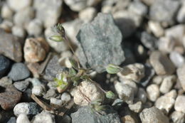 Image of <i>Minuartia pusilla</i>