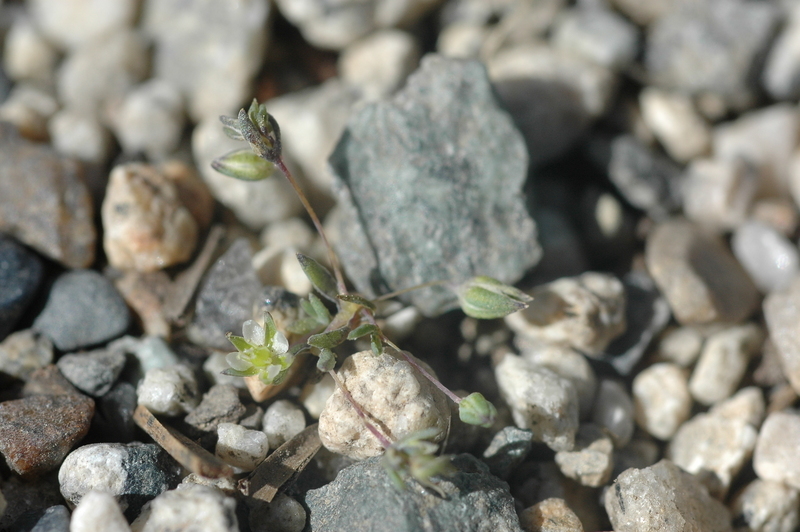 Image of <i>Minuartia pusilla</i>