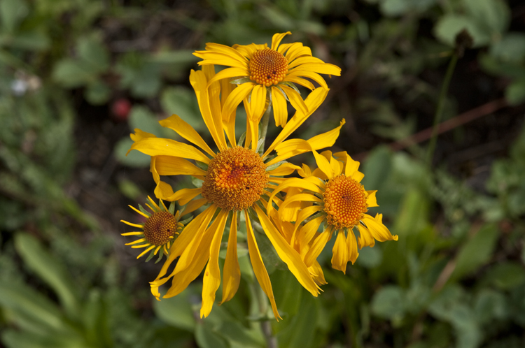 Hymenoxys hoopesii (A. Gray) M. W. Bierner的圖片