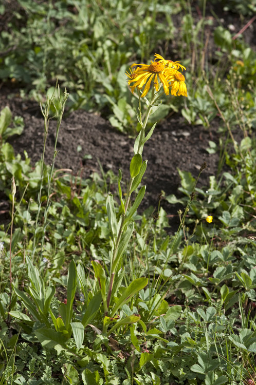 Hymenoxys hoopesii (A. Gray) M. W. Bierner的圖片