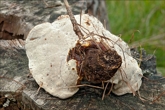 Слика од Ganoderma resinaceum Boud. 1889