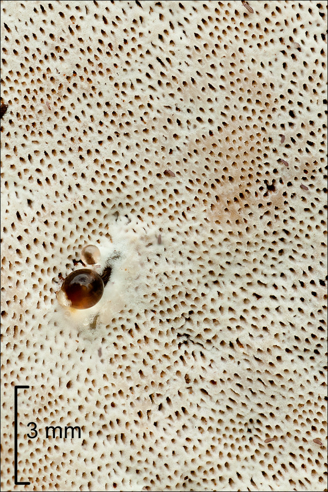 Image of Ganoderma resinaceum Boud. 1889