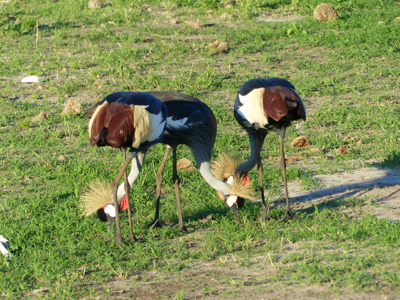 Image of Grey Crowned Crane