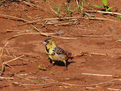 Image of D'Arnaud's Barbet