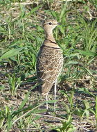 Слика од Rhinoptilus africanus (Temminck 1807)