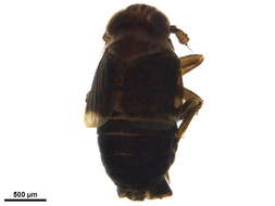 Image of Criomorphus