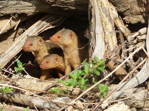 Image of Common Dwarf Mongoose