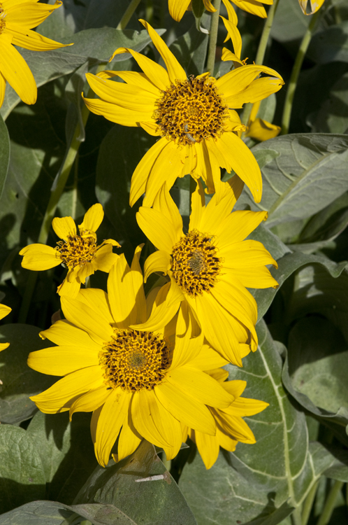 Sivun Balsamorhiza sagittata (Pursh) Nutt. kuva