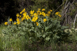 Image of arrowleaf balsamroot