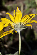 Image of arrowleaf balsamroot