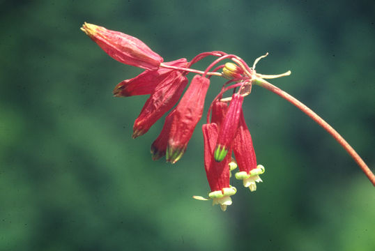 Imagem de Dichelostemma ida-maia (Alph. Wood) Greene