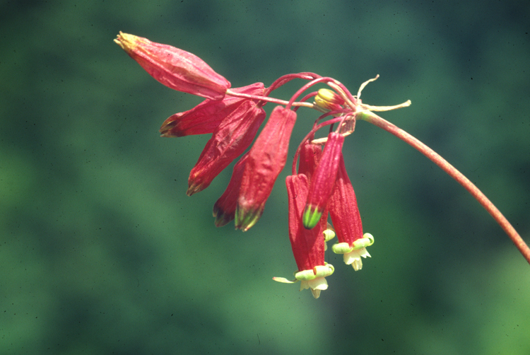 Imagem de Dichelostemma ida-maia (Alph. Wood) Greene