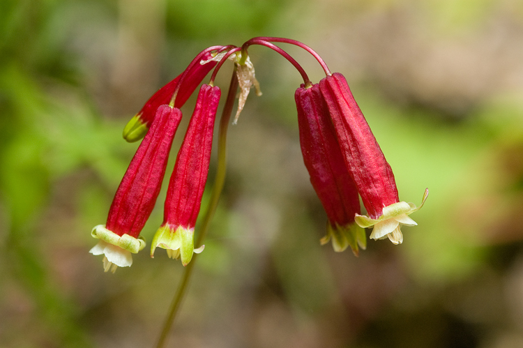 Imagem de Dichelostemma ida-maia (Alph. Wood) Greene