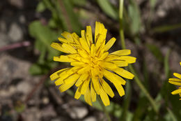 Agoseris glauca var. dasycephala (Torr. & A. Gray) Jepson resmi