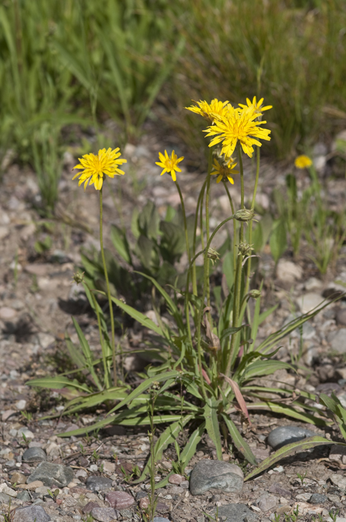 Agoseris glauca var. dasycephala (Torr. & A. Gray) Jepson resmi