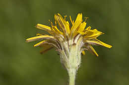 Agoseris glauca var. dasycephala (Torr. & A. Gray) Jepson resmi