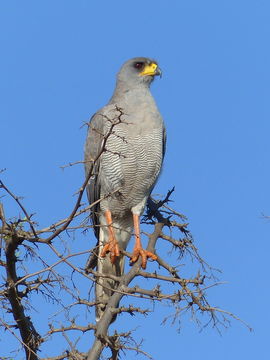 Image of Eastern Chanting Goshawk