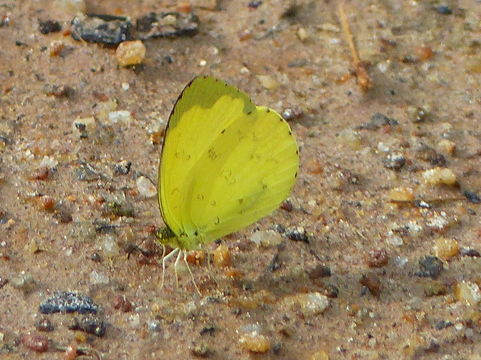 Слика од Eurema hecabe (Linnaeus 1758)