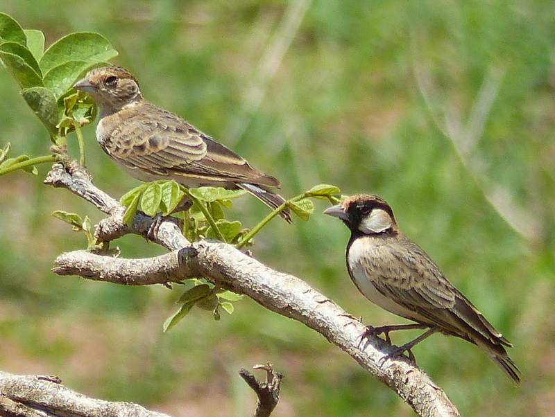 Image de Alouette-moineau de Fischer