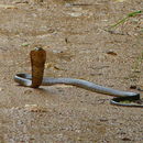 Image of Forest Cobra