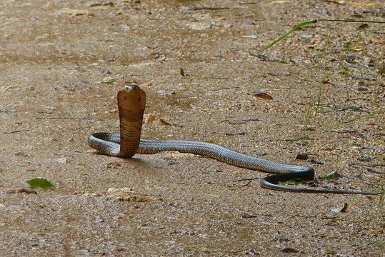 Image of Forest Cobra