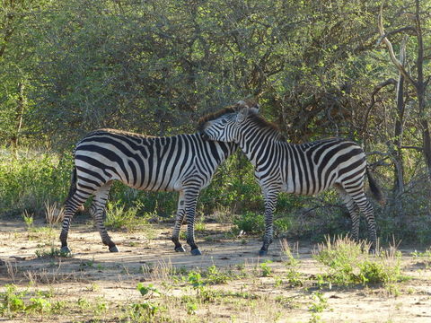 Image of Grant's zebra