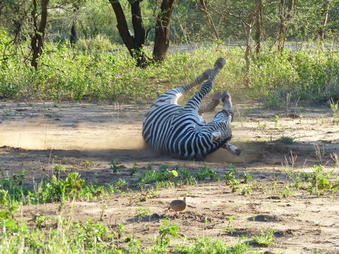 Image of Grant's zebra