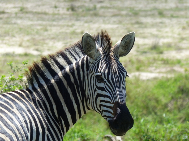 Image of Grant's zebra