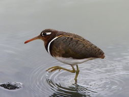 Image of Greater Painted Snipe