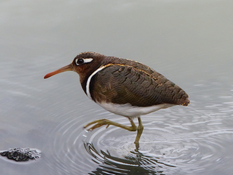 Rostratula benghalensis (Linnaeus 1758) resmi