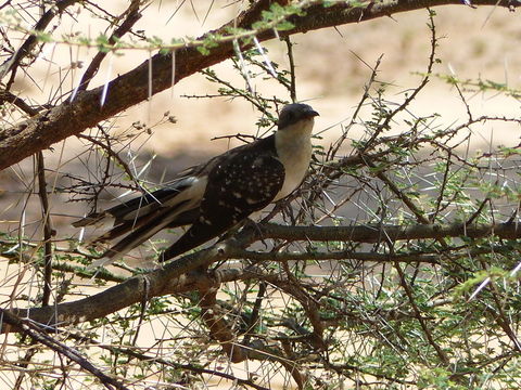 Clamator glandarius (Linnaeus 1758)的圖片