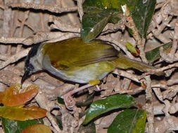 Image of Grey-capped Warbler