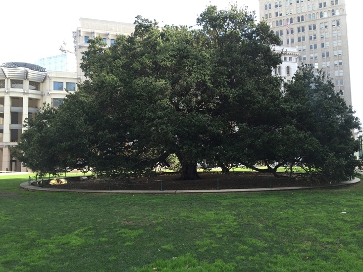 Image of California Live Oak