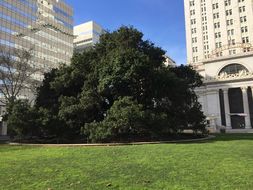 Image of California Live Oak