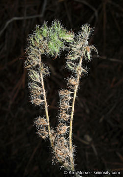 Phacelia mutabilis Greene的圖片