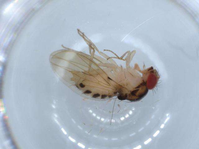 Image of Mycodrosophila