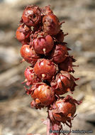 Image of snowplant