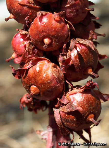 Image of snowplant