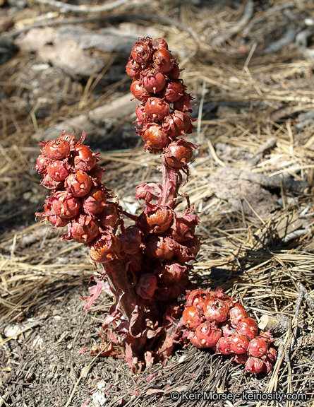 Image of snowplant