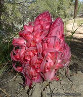 Image of snowplant