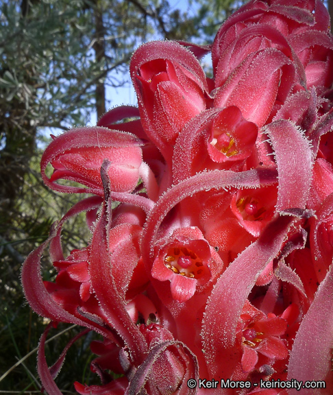 Image of snowplant