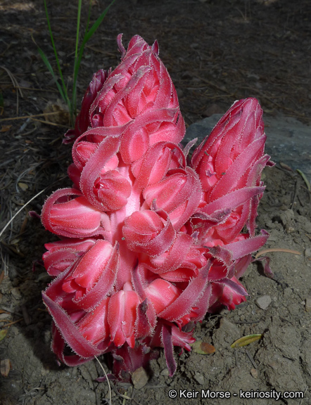 Image of snowplant