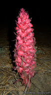 Image of snowplant