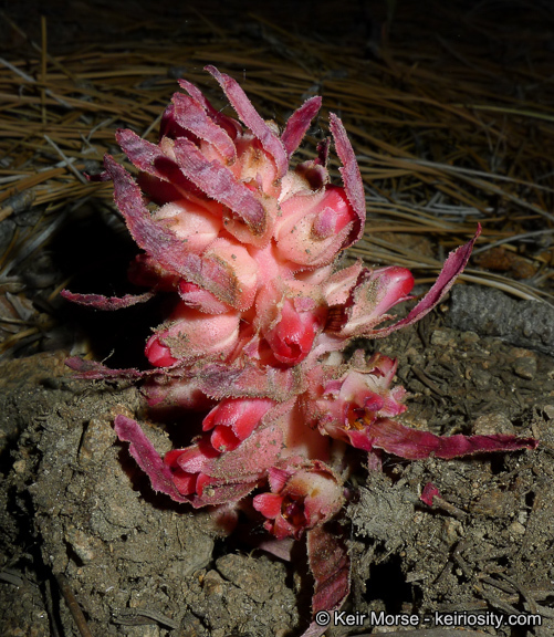 Image of snowplant