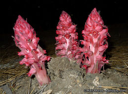 Image of snowplant