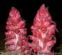 Image of snowplant