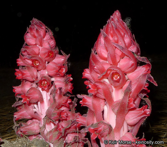 Image of snowplant